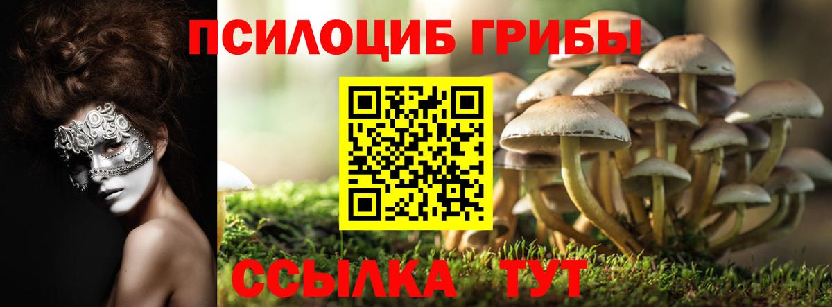 Галлюциногенные грибы Psilocybe Каменка